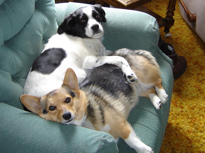brookbankdogs